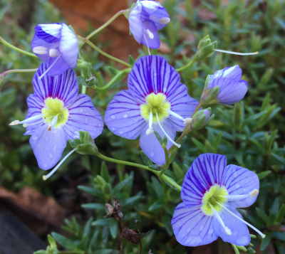 Parahebe linifolia 'Blue Skies' 